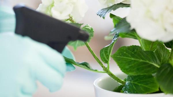 Schädlinge an Topfpflanzen im Winter_urn-newsml-dpa-com-20090101-211216-99-408645_large_4_3.jpg