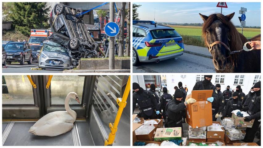 Wilde Tiere, heiße Affären und Auto-Crashs: Die skurrilsten Polizeimeldungen aus 2021