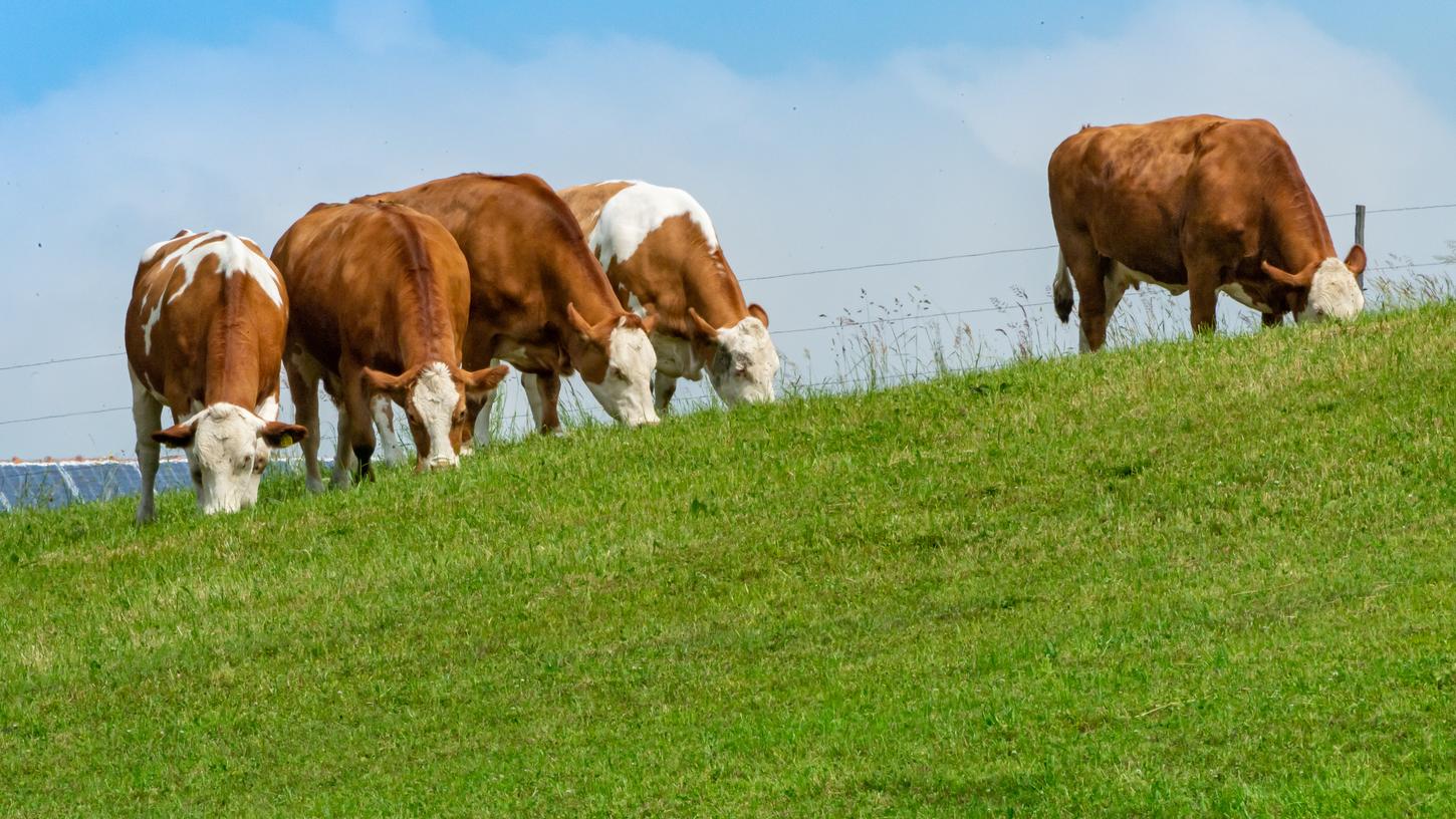 Die Rinderhalter in Bayern erzielen derzeit ungewöhnlich hohe Fleischpreise.
Die Rinderhalter in Bayern erzielen derzeit ungewöhnlich hohe Fleischpreise.