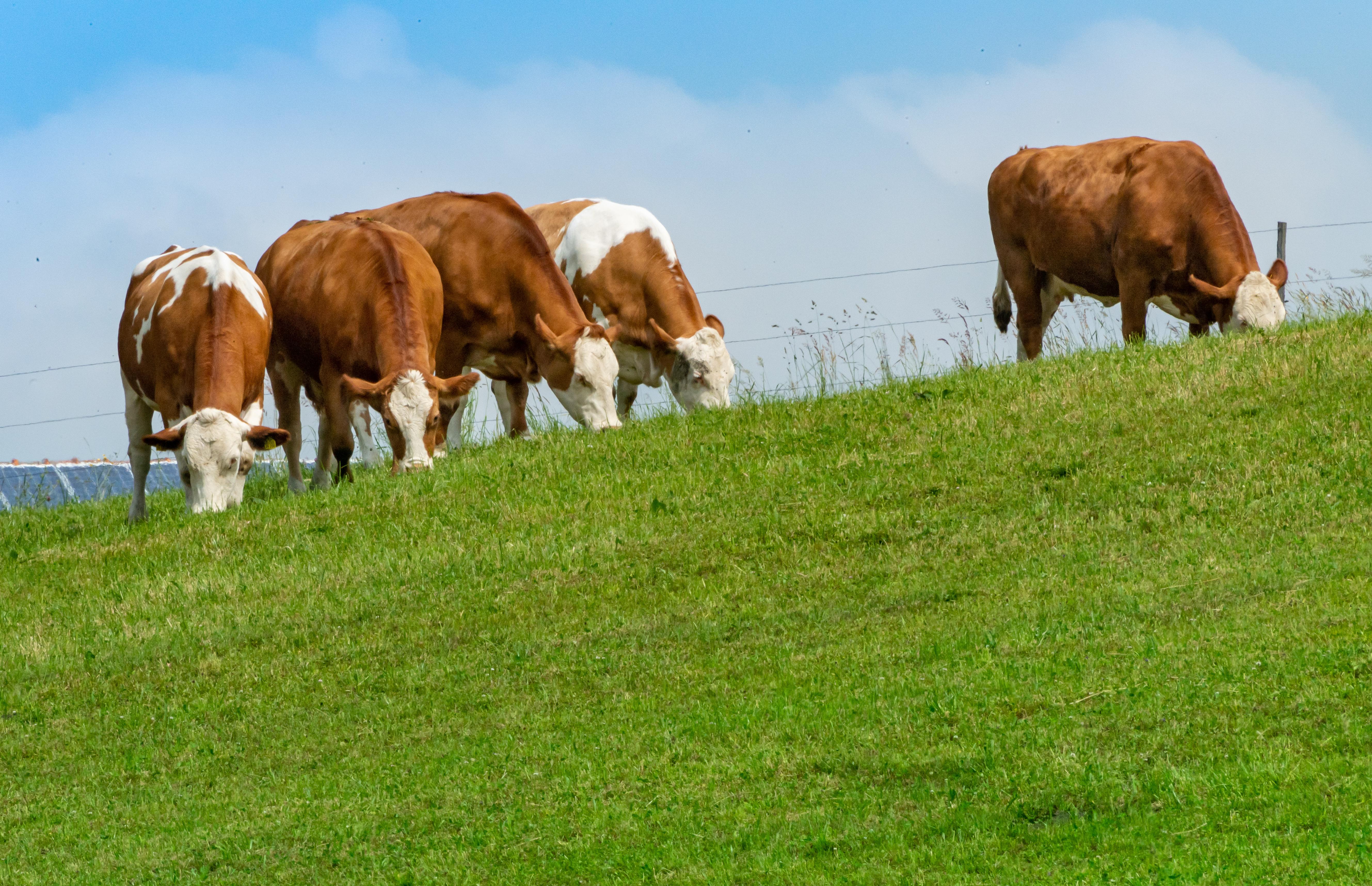 Schwere Verletzungen: Landwirt wird von Zuchtbullen verletzt