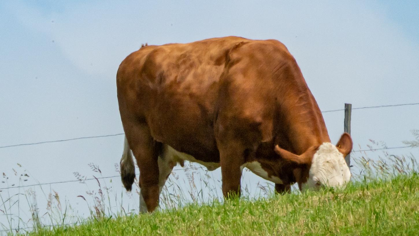 Die Rinderhalter in Bayern erzielen derzeit ungewöhnlich hohe Fleischpreise.