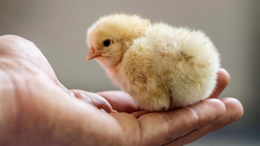 Das millionenfache Kükentöten in der Legehennenhaltung wird im neuen Jahr ein Ende haben. Bisher wurden in deutschen Brütereien jährlich fast 45 Millionen männliche Küken getötet, da sie weder für die Eierproduktion noch als Masthühner nutzbar sind.