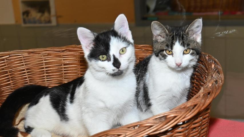 Richtige Gesellschaftstiger sind dagegen „Xaver“ und „Uschi“, ein Katzenpärchen im Alter von rund fünf Monaten, das sich im Tierheim kennengelernt und zusammengetan hat. Der schwarz-weiße Kater „Xaver“ und die getigert-weiße „Uschi“ sind für alles zu haben, was Spaß macht. Eines Tages, wenn sich die Katzen eingewöhnt haben, wenn sie kastriert und gekennzeichnet sind, sollten sie auch Freigang in verkehrsarmer Gegend bekommen können, denn reine Wohnungshaltung wird für diese Temperamentsbündelchen auf Dauer kaum möglich sein. Um die Ausbreitung der Pandemie nicht zu fördern und um unsere Mitarbeiter und Besucher zu schützen, wurde das Tierheim Neumarkt komplett für Besucher, Gassigeher und Katzenstreichler geschlossen. Um den Tieren jedoch nicht die Chance auf ein neues Zuhause zu verbauen, finden Tiervermittlung und Beratung dennoch telefonisch beziehungsweise nach vorheriger Terminvereinbarung zwischen 14.30 und 17 Uhr unter Telefon (0 91 81) 2 28 62 statt. In Notfällen und im Falle von Fundtieren ist das Tierheim ebenfalls unter dieser Telefonnummer erreichbar. Hier geht es zur Internet-Seite des Tierheims
Richtige Gesellschaftstiger sind dagegen „Xaver“ und „Uschi“, ein Katzenpärchen im Alter von rund fünf Monaten, das sich im Tierheim kennengelernt und zusammengetan hat. Der schwarz-weiße Kater „Xaver“ und die getigert-weiße „Uschi“ sind für alles zu haben, was Spaß macht. Eines Tages, wenn sich die Katzen eingewöhnt haben, wenn sie kastriert und gekennzeichnet sind, sollten sie auch Freigang in verkehrsarmer Gegend bekommen können, denn reine Wohnungshaltung wird für diese Temperamentsbündelchen auf Dauer kaum möglich sein. Um die Ausbreitung der Pandemie nicht zu fördern und um unsere Mitarbeiter und Besucher zu schützen, wurde das Tierheim Neumarkt komplett für Besucher, Gassigeher und Katzenstreichler geschlossen. Um den Tieren jedoch nicht die Chance auf ein neues Zuhause zu verbauen, finden Tiervermittlung und Beratung dennoch telefonisch beziehungsweise nach vorheriger Terminvereinbarung zwischen 14.30 und 17 Uhr unter Telefon (0 91 81) 2 28 62 statt. In Notfällen und im Falle von Fundtieren ist das Tierheim ebenfalls unter dieser Telefonnummer erreichbar. Hier geht es zur Internet-Seite des Tierheims