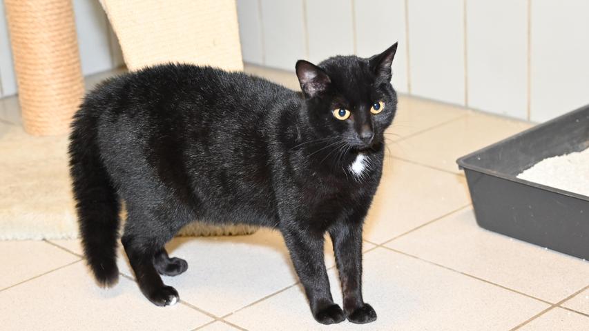 Keine größeren Eingewöhnungsprobleme dürfte die schwarze Katze „Tine“ haben, obwohl „Tine“ eine Katze ist, die früher in einer Scheune gelebt hat, zusammen mit mehreren anderen Katzen. Doch die hübsche „Tine“ ist zutraulich und für eine dauerhafte Karriere als Scheunenkatze ist sie zu schade. Sie hat mehr verdient, nämlich ein Leben als Familienkatze, wobei ihr die gewohnte Freiheit nicht genommen werden sollte. Sie sollte raus und rein dürfen, wie es ihr beliebt. In dem verkehrsberuhigt liegenden Häuschen mit Garten, in dem die etwa 2019 geborene „Tine“ gerne bei einer netten Familie wohnen möchte, würde „Tine“ gerne die einzige Prinzessin sein, denn von der Gesellschaft anderer Katzen hat sie offenbar durch ihr Leben in der Scheune genug. Um die Ausbreitung der Pandemie nicht zu fördern und um unsere Mitarbeiter und Besucher zu schützen, wurde das Tierheim Neumarkt komplett für Besucher, Gassigeher und Katzenstreichler geschlossen. Um den Tieren jedoch nicht die Chance auf ein neues Zuhause zu verbauen, finden Tiervermittlung und Beratung dennoch telefonisch beziehungsweise nach vorheriger Terminvereinbarung zwischen 14.30 und 17 Uhr unter Telefon (0 91 81) 2 28 62 statt. In Notfällen und im Falle von Fundtieren ist das Tierheim ebenfalls unter dieser Telefonnummer erreichbar. Hier geht es zur Internet-Seite des Tierheims
Keine größeren Eingewöhnungsprobleme dürfte die schwarze Katze „Tine“ haben, obwohl „Tine“ eine Katze ist, die früher in einer Scheune gelebt hat, zusammen mit mehreren anderen Katzen. Doch die hübsche „Tine“ ist zutraulich und für eine dauerhafte Karriere als Scheunenkatze ist sie zu schade. Sie hat mehr verdient, nämlich ein Leben als Familienkatze, wobei ihr die gewohnte Freiheit nicht genommen werden sollte. Sie sollte raus und rein dürfen, wie es ihr beliebt. In dem verkehrsberuhigt liegenden Häuschen mit Garten, in dem die etwa 2019 geborene „Tine“ gerne bei einer netten Familie wohnen möchte, würde „Tine“ gerne die einzige Prinzessin sein, denn von der Gesellschaft anderer Katzen hat sie offenbar durch ihr Leben in der Scheune genug. Um die Ausbreitung der Pandemie nicht zu fördern und um unsere Mitarbeiter und Besucher zu schützen, wurde das Tierheim Neumarkt komplett für Besucher, Gassigeher und Katzenstreichler geschlossen. Um den Tieren jedoch nicht die Chance auf ein neues Zuhause zu verbauen, finden Tiervermittlung und Beratung dennoch telefonisch beziehungsweise nach vorheriger Terminvereinbarung zwischen 14.30 und 17 Uhr unter Telefon (0 91 81) 2 28 62 statt. In Notfällen und im Falle von Fundtieren ist das Tierheim ebenfalls unter dieser Telefonnummer erreichbar. Hier geht es zur Internet-Seite des Tierheims