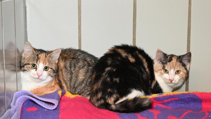 Die beiden dreifarbigen Kätzchen „Nele“ und „Nessi“ wurden hier schon einmal vorgestellt, und zwar zusammen mit der Katzenmutter. Denn die kleine Katzenfamilie lief damals in Neumarkt in der Goldschmidtstraße in der Nähe des Schäferhundevereins zu. Allerdings hat sich kein Besitzer der Katzen gemeldet, so dass für die jetzt etwa sechs Monate alten Katzenmädels ein neues, gemeinsames Zuhause gesucht wird. Nachdem die Katzen bereits Freigang kennen, sollte ihnen im neuen Zuhause, welches verkehrsberuhigt liegen sollte, auch wieder Freigang gewährt werden können. „Nele“ und „Nessi“ sind fremden Menschen gegenüber anfangs noch etwas schüchtern, doch mit Ruhe und Geduld haben sie sich sicher schnell eingewöhnt. Um die Ausbreitung der Pandemie nicht zu fördern und um unsere Mitarbeiter und Besucher zu schützen, wurde das Tierheim Neumarkt komplett für Besucher, Gassigeher und Katzenstreichler geschlossen. Um den Tieren jedoch nicht die Chance auf ein neues Zuhause zu verbauen, finden Tiervermittlung und Beratung dennoch telefonisch beziehungsweise nach vorheriger Terminvereinbarung zwischen 14.30 und 17 Uhr unter Telefon (0 91 81) 2 28 62 statt. In Notfällen und im Falle von Fundtieren ist das Tierheim ebenfalls unter dieser Telefonnummer erreichbar. Hier geht es zur Internet-Seite des Tierheims
Die beiden dreifarbigen Kätzchen „Nele“ und „Nessi“ wurden hier schon einmal vorgestellt, und zwar zusammen mit der Katzenmutter. Denn die kleine Katzenfamilie lief damals in Neumarkt in der Goldschmidtstraße in der Nähe des Schäferhundevereins zu. Allerdings hat sich kein Besitzer der Katzen gemeldet, so dass für die jetzt etwa sechs Monate alten Katzenmädels ein neues, gemeinsames Zuhause gesucht wird. Nachdem die Katzen bereits Freigang kennen, sollte ihnen im neuen Zuhause, welches verkehrsberuhigt liegen sollte, auch wieder Freigang gewährt werden können. „Nele“ und „Nessi“ sind fremden Menschen gegenüber anfangs noch etwas schüchtern, doch mit Ruhe und Geduld haben sie sich sicher schnell eingewöhnt. Um die Ausbreitung der Pandemie nicht zu fördern und um unsere Mitarbeiter und Besucher zu schützen, wurde das Tierheim Neumarkt komplett für Besucher, Gassigeher und Katzenstreichler geschlossen. Um den Tieren jedoch nicht die Chance auf ein neues Zuhause zu verbauen, finden Tiervermittlung und Beratung dennoch telefonisch beziehungsweise nach vorheriger Terminvereinbarung zwischen 14.30 und 17 Uhr unter Telefon (0 91 81) 2 28 62 statt. In Notfällen und im Falle von Fundtieren ist das Tierheim ebenfalls unter dieser Telefonnummer erreichbar. Hier geht es zur Internet-Seite des Tierheims