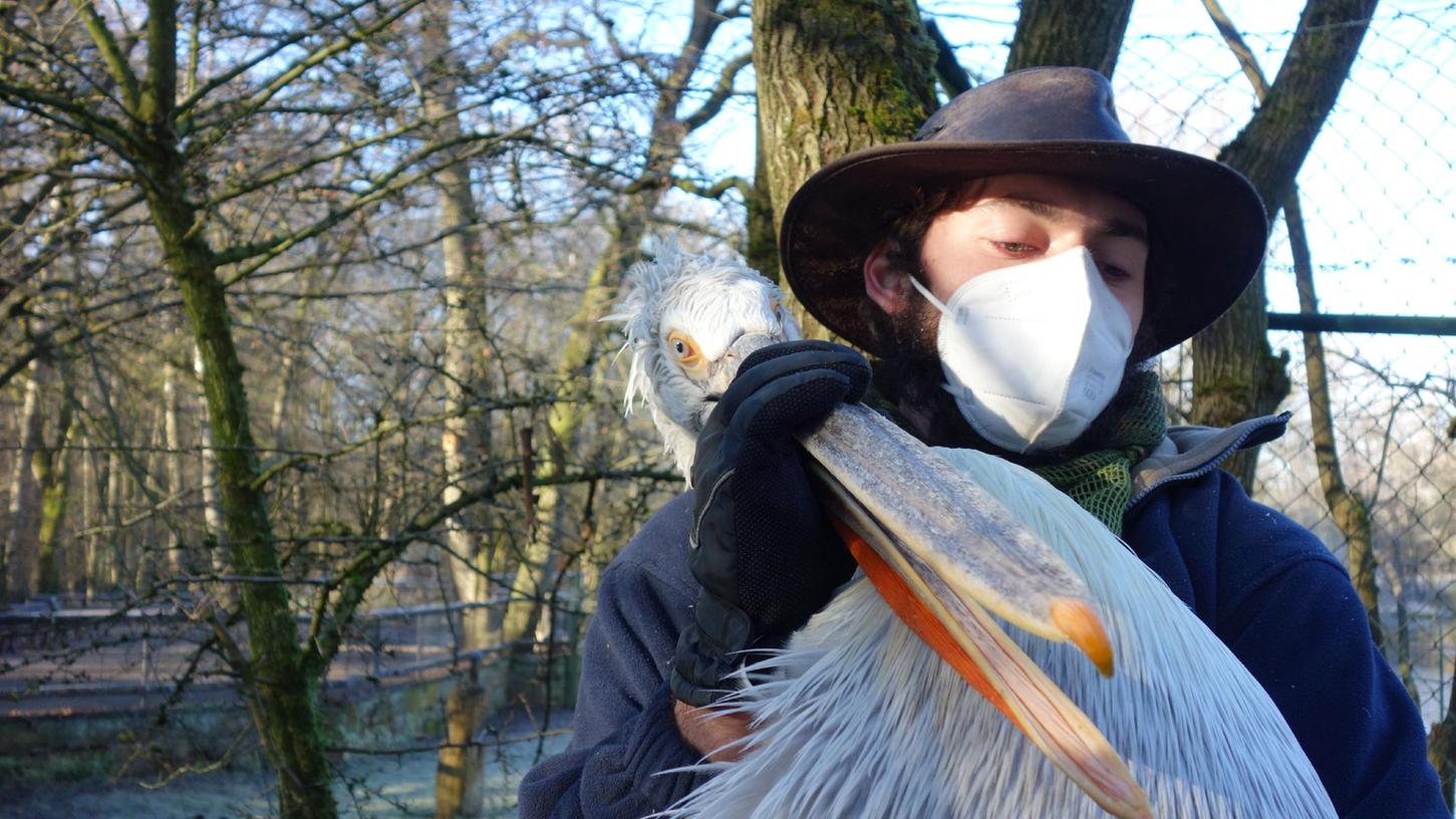 Die Pelikane des Tiergartens Nürnberg werden zum Überwintern in die Außenstelle gebracht.