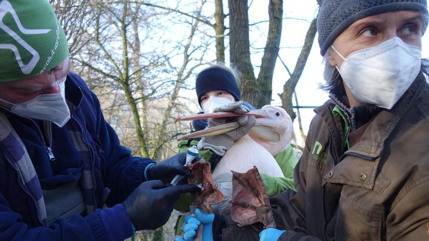 Beim Einfangen der Tiere helfen viele Pfleger zusammen. Beim Einfangen der Tiere helfen viele Pfleger zusammen.