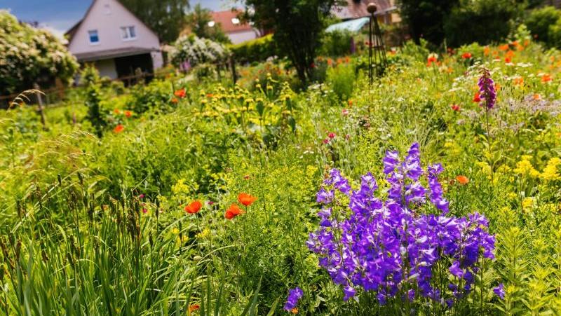 Wiesenpflanzen und Wildblumen sind ökologisch wertvoller als eine monotone Rasenfläche, vor allem in Zeiten des Klimawandels.
Wiesenpflanzen und Wildblumen sind ökologisch wertvoller als eine monotone Rasenfläche, vor allem in Zeiten des Klimawandels.