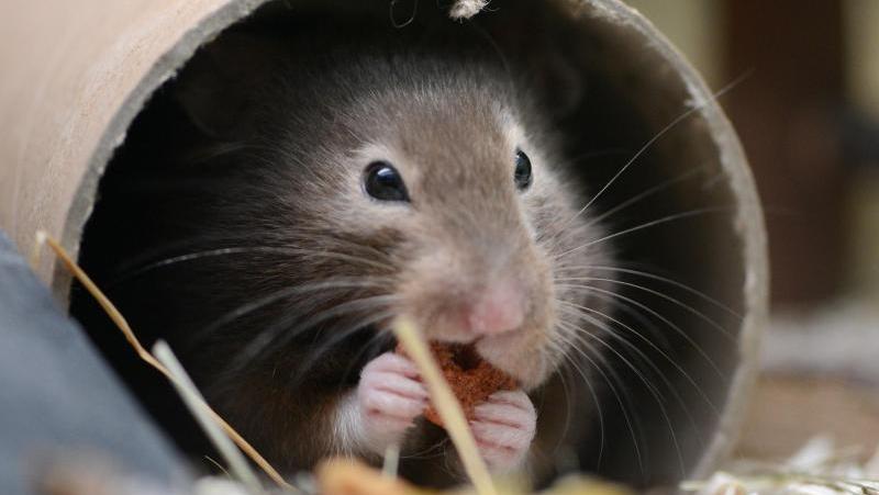 Nachtaktiv und manchmal bissig: Ein Hamster eignet sich nicht so gut als Haustier für Familien mit kleinen Kindern. Nachtaktiv und manchmal bissig: Ein Hamster eignet sich nicht so gut als Haustier für Familien mit kleinen Kindern.