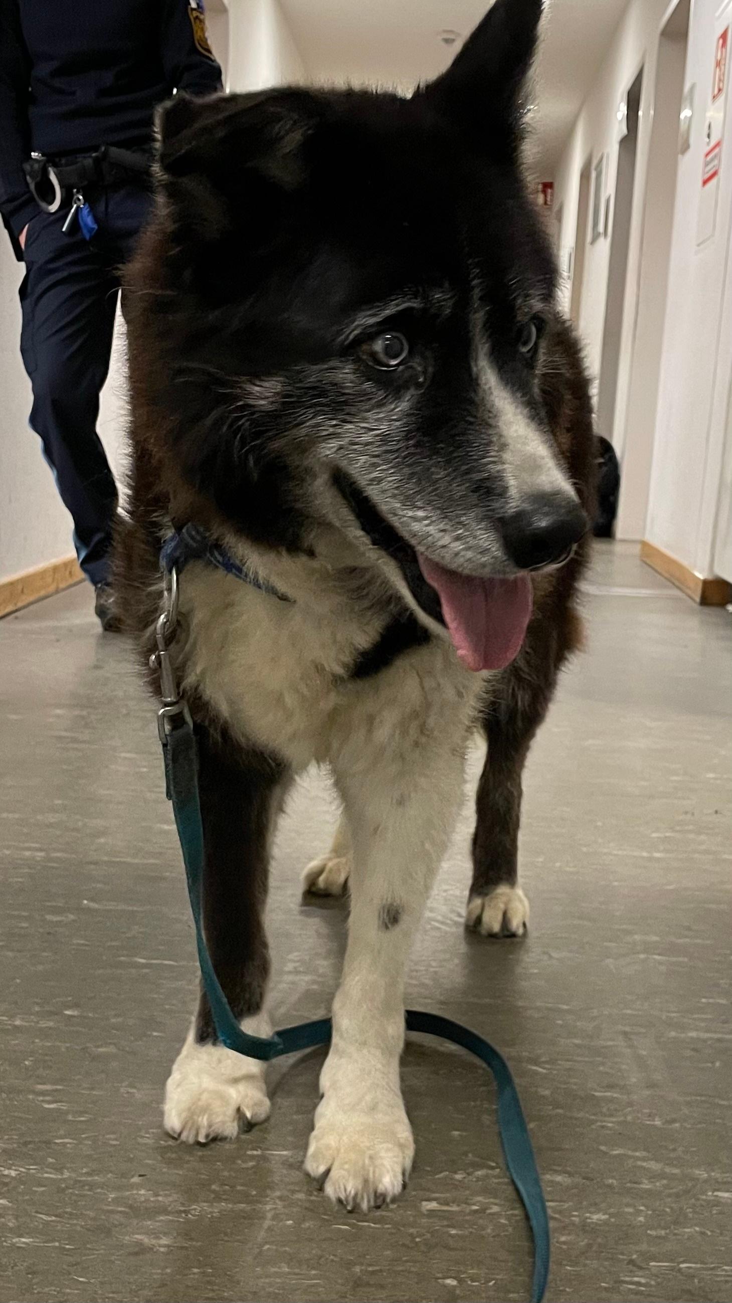 Polizisten retten ausgekühlten Hund aus Gartenteich