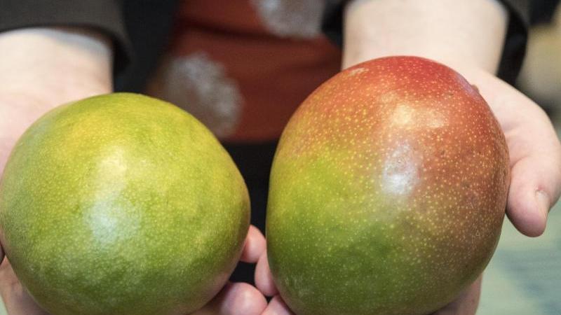 Ob die Mango reif ist, erkennt man nicht an der Farbe der Schale - hier hilft der Drucktest.
Ob die Mango reif ist, erkennt man nicht an der Farbe der Schale - hier hilft der Drucktest.