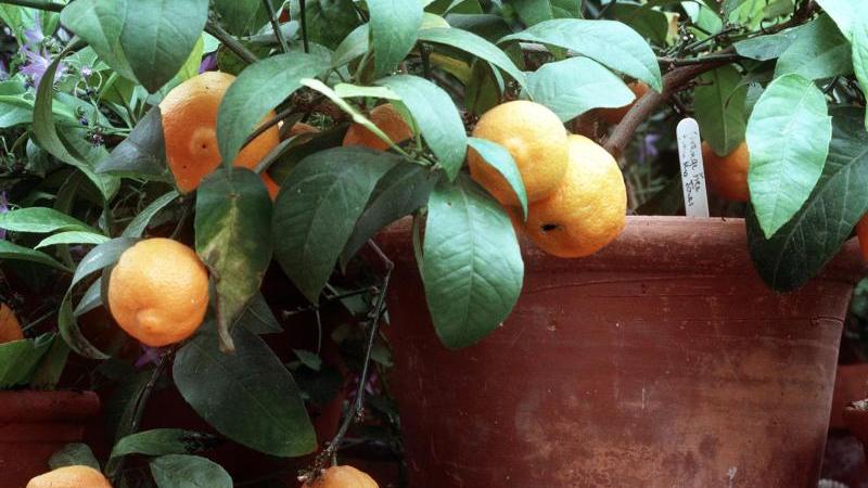 Zitruspflanzen vertragen keinen Frost und müssen vor der kalten Jahreszeit im Haus untergebracht werden. Zitruspflanzen vertragen keinen Frost und müssen vor der kalten Jahreszeit im Haus untergebracht werden.