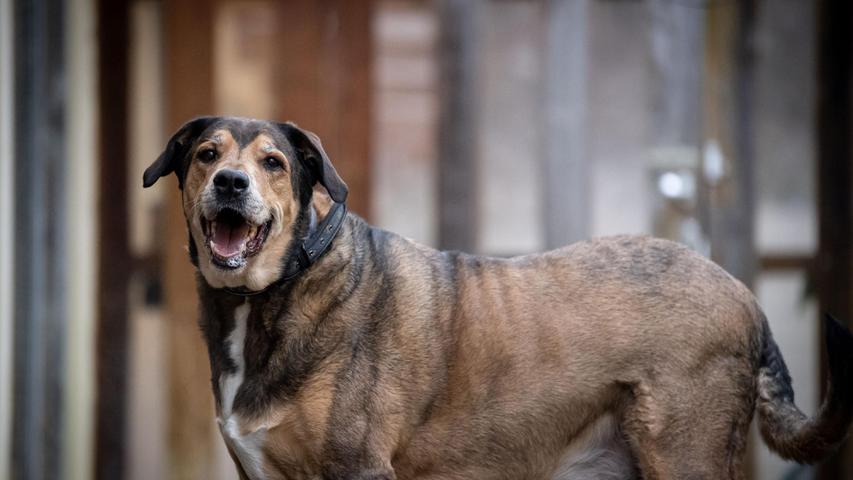 Mischling Balou ist im Tierheim gelandet, weil sein Besitzer verstorben ist. Wie man sehen kann, hat er in den vergangenen Jahren nicht mehr viel Bewegung gehabt – und muss dringend abnehmen. Der siebenjährige Balou ist ein netter und auch noch verspielter Hund, der Menschen mag. Aufgrund seiner Größe und der etwas stürmischen Art, sollten Kinder aber schon größer sein. Kleine Hunde mag er gar nicht. Der Rüde ist stubenrein und kann nach der Eingewöhnung auch mal alleine bleiben. Hundeerfahrung wäre wünschenswert.
Mehr Informationen gibt es beim Tierheim Nürnberg, Stadenstraße 90, 90491 Nürnberg, Telefon (0911) 919890.
Mischling Balou ist im Tierheim gelandet, weil sein Besitzer verstorben ist. Wie man sehen kann, hat er in den vergangenen Jahren nicht mehr viel Bewegung gehabt – und muss dringend abnehmen. Der siebenjährige Balou ist ein netter und auch noch verspielter Hund, der Menschen mag. Aufgrund seiner Größe und der etwas stürmischen Art, sollten Kinder aber schon größer sein. Kleine Hunde mag er gar nicht. Der Rüde ist stubenrein und kann nach der Eingewöhnung auch mal alleine bleiben. Hundeerfahrung wäre wünschenswert.
Mehr Informationen gibt es beim Tierheim Nürnberg, Stadenstraße 90, 90491 Nürnberg, Telefon (0911) 919890.