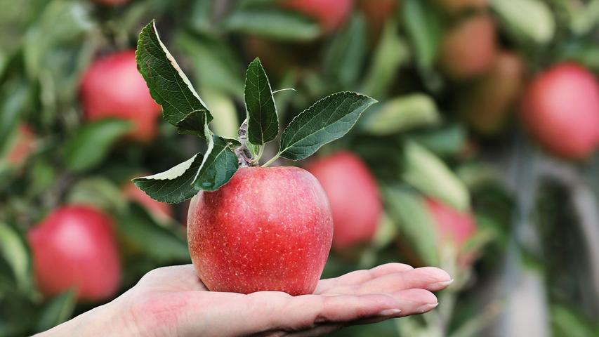 Äpfel sind wahre Nährstoffbomben - sie strotzen zum Beispiel vor Vitamin C.