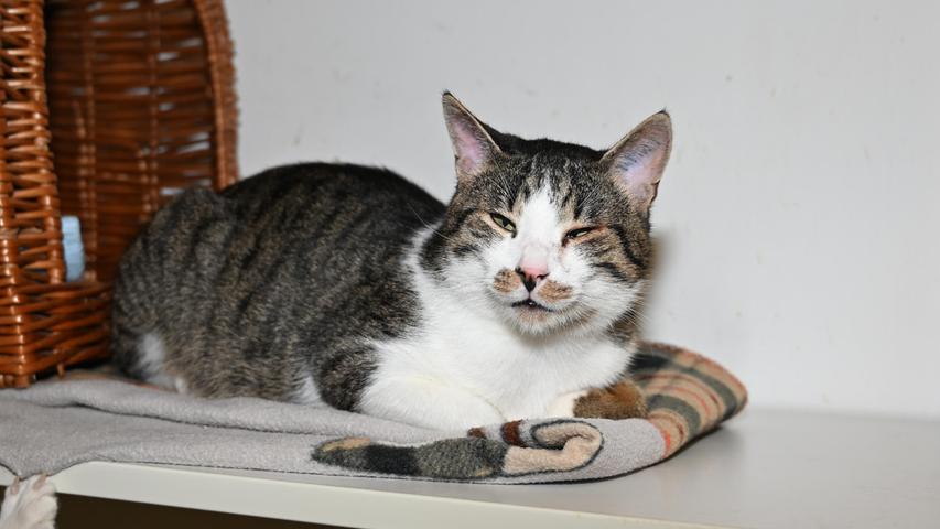 Auch der leicht schielende getigert-weiße Kater „Clarence“ hätte gerne solch ein Zuhause, also nette Menschen mit Häuschen im Grünen, wobei der etwa ein Jahr alte Kater unbefangen auf fremde Menschen und auch auf andere Katzen zugeht. „Clarence“ ist ganz einfach ein nettes, unkompliziertes und seinem Alter entsprechend verspieltes Kerlchen, anders kann man es nicht sagen. Er hätte auch mit schon größeren, vernünftigen Kindern im Haushalt kein Problem, denn dann wären ausreichend Spielgefährten vorhanden. Um die Ausbreitung der Pandemie nicht zu fördern und um unsere Mitarbeiter und Besucher zu schützen, wurde das Tierheim Neumarkt komplett für Besucher, Gassigeher und Katzenstreichler geschlossen. Um den Tieren jedoch nicht die Chance auf ein neues Zuhause zu verbauen, finden Tiervermittlung und Beratung dennoch telefonisch beziehungsweise nach vorheriger Terminvereinbarung zwischen 14.30 und 17 Uhr unter Telefon (0 91 81) 2 28 62 statt. In Notfällen und im Falle von Fundtieren ist das Tierheim ebenfalls unter dieser Telefonnummer erreichbar. Hier geht es zur Internet-Seite des Tierheims
Auch der leicht schielende getigert-weiße Kater „Clarence“ hätte gerne solch ein Zuhause, also nette Menschen mit Häuschen im Grünen, wobei der etwa ein Jahr alte Kater unbefangen auf fremde Menschen und auch auf andere Katzen zugeht. „Clarence“ ist ganz einfach ein nettes, unkompliziertes und seinem Alter entsprechend verspieltes Kerlchen, anders kann man es nicht sagen. Er hätte auch mit schon größeren, vernünftigen Kindern im Haushalt kein Problem, denn dann wären ausreichend Spielgefährten vorhanden. Um die Ausbreitung der Pandemie nicht zu fördern und um unsere Mitarbeiter und Besucher zu schützen, wurde das Tierheim Neumarkt komplett für Besucher, Gassigeher und Katzenstreichler geschlossen. Um den Tieren jedoch nicht die Chance auf ein neues Zuhause zu verbauen, finden Tiervermittlung und Beratung dennoch telefonisch beziehungsweise nach vorheriger Terminvereinbarung zwischen 14.30 und 17 Uhr unter Telefon (0 91 81) 2 28 62 statt. In Notfällen und im Falle von Fundtieren ist das Tierheim ebenfalls unter dieser Telefonnummer erreichbar. Hier geht es zur Internet-Seite des Tierheims