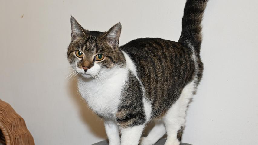 Die getigert-weiße Katzendame „Irmi“ spielt zwar auch noch gerne, aber nicht mehr so ausdauernd, denn „Irmi“ befindet sich mit ihren etwa zehn Jahren schon im gesetzteren Alter. Auch sie kam als Fundtier ins Tierheim und auch ihre Familie hat sich nicht gemeldet. „Irmi“ sucht deshalb ein ruhiges Zuhause bei Menschen, die mit ihrer Schilddrüsenerkrankung umgehen können und die ihr täglich ihre Medikamente, die sie problemlos nimmt, zuverlässig verabreichen. Wichtig wäre für „Irmi“, dass im Haushalt keine weiteren Tiere leben, und schon gar keine Katzen, denn denen geht „Irmi“ lieber aus dem Weg. Die Kätzin wäre mit einer geräumigen Wohnung mit Balkon zufrieden, doch ihre Menschen sollten genug Zeit für sie haben und nicht den ganzen Tag außer Haus sein. Um die Ausbreitung der Pandemie nicht zu fördern und um unsere Mitarbeiter und Besucher zu schützen, wurde das Tierheim Neumarkt komplett für Besucher, Gassigeher und Katzenstreichler geschlossen. Um den Tieren jedoch nicht die Chance auf ein neues Zuhause zu verbauen, finden Tiervermittlung und Beratung dennoch telefonisch beziehungsweise nach vorheriger Terminvereinbarung zwischen 14.30 und 17 Uhr unter Telefon (0 91 81) 2 28 62 statt. In Notfällen und im Falle von Fundtieren ist das Tierheim ebenfalls unter dieser Telefonnummer erreichbar. Hier geht es zur Internet-Seite des Tierheims
Die getigert-weiße Katzendame „Irmi“ spielt zwar auch noch gerne, aber nicht mehr so ausdauernd, denn „Irmi“ befindet sich mit ihren etwa zehn Jahren schon im gesetzteren Alter. Auch sie kam als Fundtier ins Tierheim und auch ihre Familie hat sich nicht gemeldet. „Irmi“ sucht deshalb ein ruhiges Zuhause bei Menschen, die mit ihrer Schilddrüsenerkrankung umgehen können und die ihr täglich ihre Medikamente, die sie problemlos nimmt, zuverlässig verabreichen. Wichtig wäre für „Irmi“, dass im Haushalt keine weiteren Tiere leben, und schon gar keine Katzen, denn denen geht „Irmi“ lieber aus dem Weg. Die Kätzin wäre mit einer geräumigen Wohnung mit Balkon zufrieden, doch ihre Menschen sollten genug Zeit für sie haben und nicht den ganzen Tag außer Haus sein. Um die Ausbreitung der Pandemie nicht zu fördern und um unsere Mitarbeiter und Besucher zu schützen, wurde das Tierheim Neumarkt komplett für Besucher, Gassigeher und Katzenstreichler geschlossen. Um den Tieren jedoch nicht die Chance auf ein neues Zuhause zu verbauen, finden Tiervermittlung und Beratung dennoch telefonisch beziehungsweise nach vorheriger Terminvereinbarung zwischen 14.30 und 17 Uhr unter Telefon (0 91 81) 2 28 62 statt. In Notfällen und im Falle von Fundtieren ist das Tierheim ebenfalls unter dieser Telefonnummer erreichbar. Hier geht es zur Internet-Seite des Tierheims