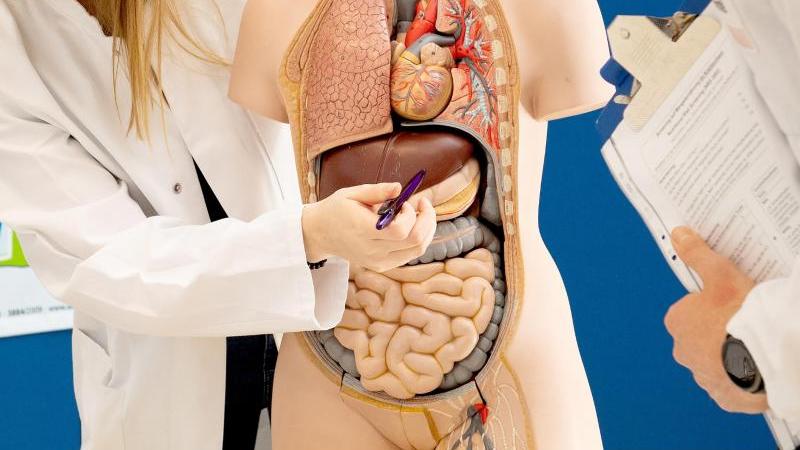 Hier liegt die Leber: Das Organ ist unverzichtbar und erfüllt viele lebenswichtige Aufgaben. Hier liegt die Leber: Das Organ ist unverzichtbar und erfüllt viele lebenswichtige Aufgaben.