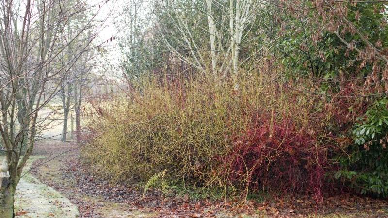 Die Rinden der verschiedenen Hartriegel-Arten und -Sorten sind auffällig eingefärbt. Der Sibirische Purpur-Hartriegel (Cornus Alba 'Sibirica') ist rot, die Triebe des Cornus sericea 'Flaviramea' sind gelb. Die Rinden der verschiedenen Hartriegel-Arten und -Sorten sind auffällig eingefärbt. Der Sibirische Purpur-Hartriegel (Cornus Alba 'Sibirica') ist rot, die Triebe des Cornus sericea 'Flaviramea' sind gelb.