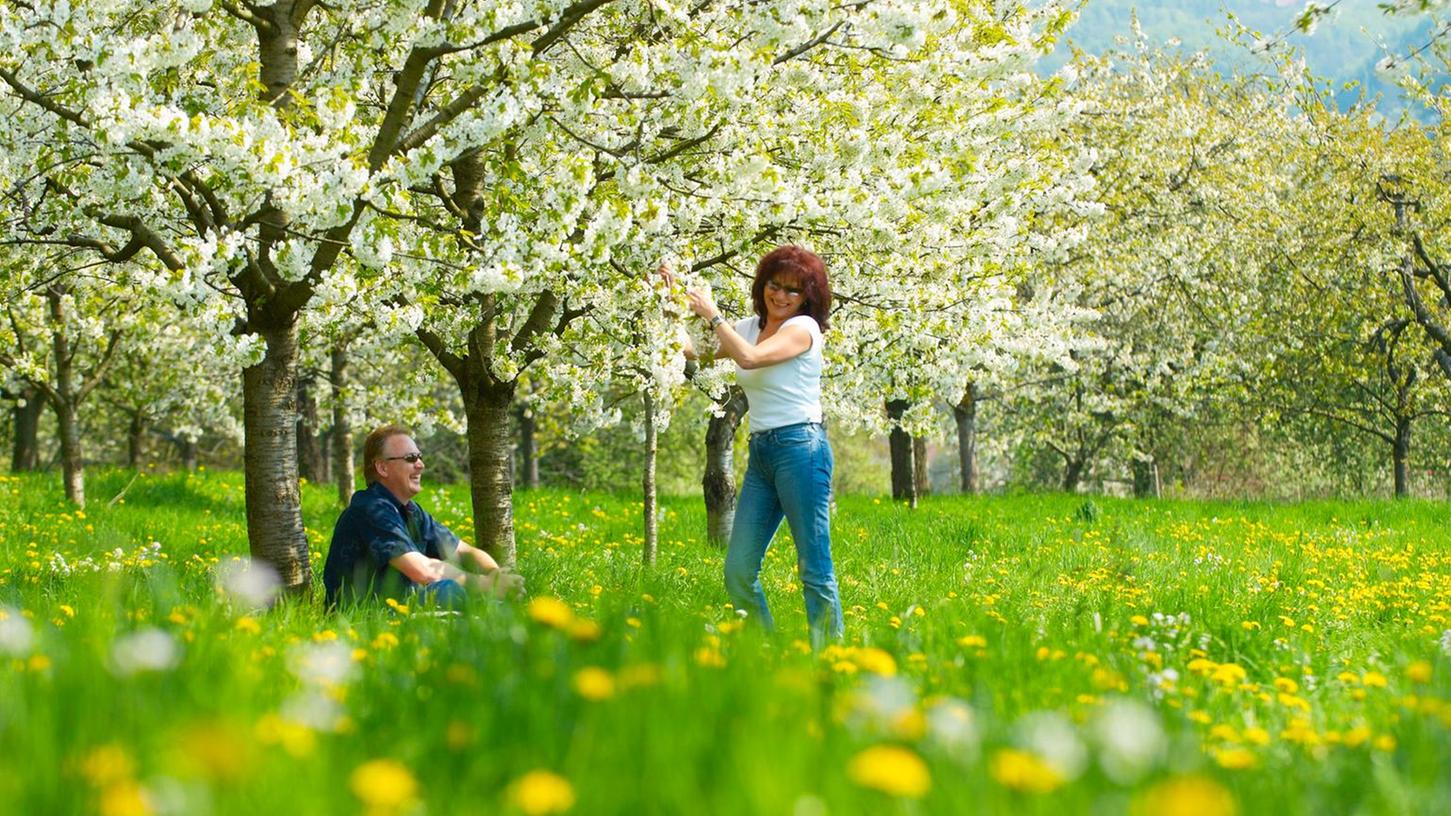 Wertvoller Lebensraum und Kulturgut: Doch die Streuobstwiese ist in ihrem Bestand bedroht – hier die Kirschblüte in der Fränkischen Schweiz.
Wertvoller Lebensraum und Kulturgut: Doch die Streuobstwiese ist in ihrem Bestand bedroht – hier die Kirschblüte in der Fränkischen Schweiz.