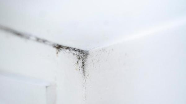 Der Schimmel liebt den Winter_urn-newsml-dpa-com-20090101-211229-99-535194_large_4_3.jpg