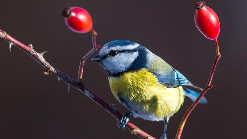 Es wird spannend, wie viele Blaumeisen bei der «Stunde der Wintervögel» am Futterhäuschen, im Garten, auf dem Balkon oder im Park gezählt werden. Es wird spannend, wie viele Blaumeisen bei der «Stunde der Wintervögel» am Futterhäuschen, im Garten, auf dem Balkon oder im Park gezählt werden.