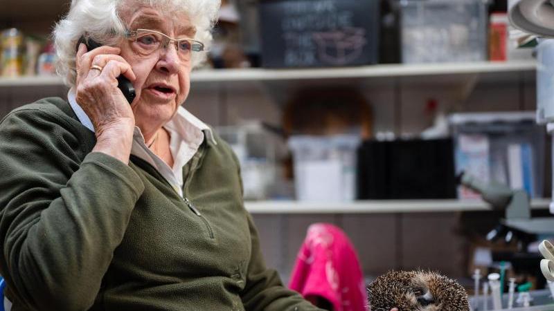 Karin Oehl bekommt so gut wie keine Alttiere mehr in die Station. Die Gründe: hohe Besiedlung, Versiegelung und Belastung der Böden, Insektensterben. Karin Oehl bekommt so gut wie keine Alttiere mehr in die Station. Die Gründe: hohe Besiedlung, Versiegelung und Belastung der Böden, Insektensterben.