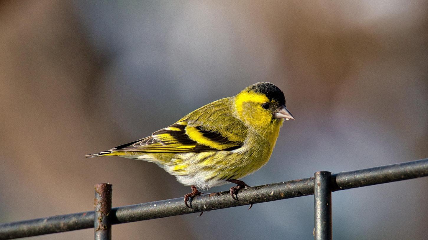Ab 6. Januar rufen der bayerische Naturschutzverband LBV und sein bundesweiter Partner NABU zur „Stunde der Wintervögel“ auf.
