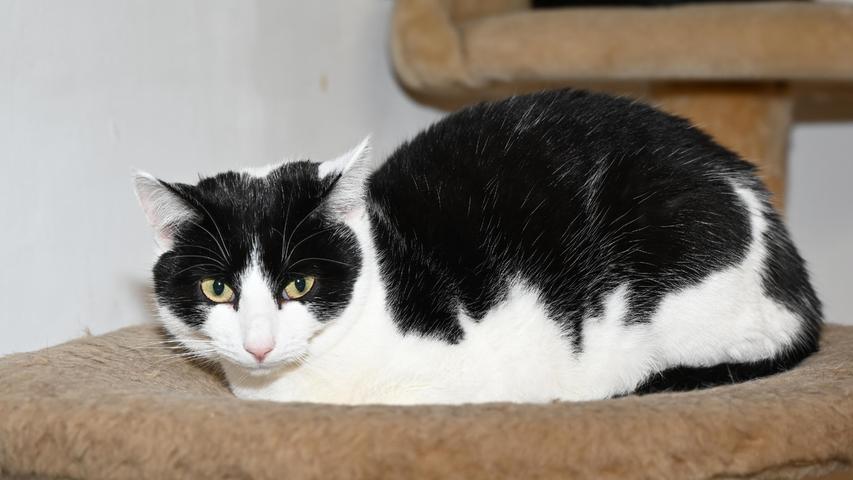 Die schwarz-weiße Katze „Rosalie“ wartet schon lange auf ein neues Zuhause, aber bisher scheiterte es immer daran, dass sich „Rosalie“ die Interessenten erst einmal in Ruhe aus der Entfernung anschauen wollte. Und dabei schaute sie auch noch so grimmig, dass alle Interessenten einer anderen, im ersten Moment zutraulicheren und freundlicher dreinschauenden Katze den Vorzug gaben. Doch der grimmige Gesichtsausdruck ist eher durch die Fellzeichnung bedingt. Wenn die anfangs etwas zurückhaltende „Rosalie“ aber ihre Menschen kennt, wenn man ihr Ruhe und Geduld entgegenbringt und wenn ihr nicht so viele andere Katzen im Katzenzimmer den Rang ablaufen, dann lässt sich die gut ein Jahr alte Kätzin auch gerne streicheln. „Rosalie“ hätte gerne ein Zuhause, in dem sie auch weiterhin Freigang haben kann. Ein verkehrsberuhigt gelegenes Häuschen im Grünen, gerne ländlich, würde ihr bestimmt gefallen. An Kinder ist „Rosalie“ nicht gewöhnt. Um die Ausbreitung der Pandemie nicht zu fördern und um unsere Mitarbeiter und Besucher zu schützen, wurde das Tierheim Neumarkt komplett für Besucher, Gassigeher und Katzenstreichler geschlossen. Um den Tieren jedoch nicht die Chance auf ein neues Zuhause zu verbauen, finden Tiervermittlung und Beratung dennoch telefonisch beziehungsweise nach vorheriger Terminvereinbarung zwischen 14.30 und 17 Uhr unter Telefon (0 91 81) 2 28 62 statt. In Notfällen und im Falle von Fundtieren ist das Tierheim ebenfalls unter dieser Telefonnummer erreichbar. Hier geht es zur Internet-Seite des Tierheims
Die schwarz-weiße Katze „Rosalie“ wartet schon lange auf ein neues Zuhause, aber bisher scheiterte es immer daran, dass sich „Rosalie“ die Interessenten erst einmal in Ruhe aus der Entfernung anschauen wollte. Und dabei schaute sie auch noch so grimmig, dass alle Interessenten einer anderen, im ersten Moment zutraulicheren und freundlicher dreinschauenden Katze den Vorzug gaben. Doch der grimmige Gesichtsausdruck ist eher durch die Fellzeichnung bedingt. Wenn die anfangs etwas zurückhaltende „Rosalie“ aber ihre Menschen kennt, wenn man ihr Ruhe und Geduld entgegenbringt und wenn ihr nicht so viele andere Katzen im Katzenzimmer den Rang ablaufen, dann lässt sich die gut ein Jahr alte Kätzin auch gerne streicheln. „Rosalie“ hätte gerne ein Zuhause, in dem sie auch weiterhin Freigang haben kann. Ein verkehrsberuhigt gelegenes Häuschen im Grünen, gerne ländlich, würde ihr bestimmt gefallen. An Kinder ist „Rosalie“ nicht gewöhnt. Um die Ausbreitung der Pandemie nicht zu fördern und um unsere Mitarbeiter und Besucher zu schützen, wurde das Tierheim Neumarkt komplett für Besucher, Gassigeher und Katzenstreichler geschlossen. Um den Tieren jedoch nicht die Chance auf ein neues Zuhause zu verbauen, finden Tiervermittlung und Beratung dennoch telefonisch beziehungsweise nach vorheriger Terminvereinbarung zwischen 14.30 und 17 Uhr unter Telefon (0 91 81) 2 28 62 statt. In Notfällen und im Falle von Fundtieren ist das Tierheim ebenfalls unter dieser Telefonnummer erreichbar. Hier geht es zur Internet-Seite des Tierheims