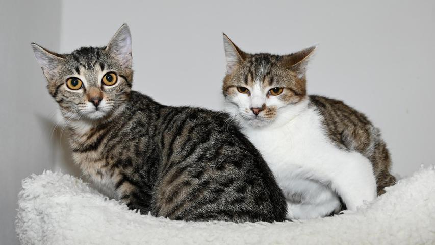 Auch die Katzengeschwister „Anna“ und „Anton“ möchten endlich ein richtiges, eigenes, gemeinsames Zuhause und dieses sollte ländlich verkehrsberuhigt liegen. Die beiden wurden als kleine Kätzchen einsam und verlassen in einem Schuppen gefunden und sie mussten im Tierheim erst einmal aufgepäppelt und tierärztlich versorgt werden. Damals waren sie auch noch recht scheu und ängstlich. Mittlerweile sind „Anna“ und „Anton“ etwa sechs Monate alt und aus ihnen ist ein lustiges, neugieriges und verspieltes Duo geworden. Fremden Menschen gegenüber kann es sein, dass sich die Kätzchen im ersten Moment etwas zurückhaltend benehmen, doch mit etwas Geduld und nach einigen Leckerchen dürfte das Eis schnell gebrochen sein. Um die Ausbreitung der Pandemie nicht zu fördern und um unsere Mitarbeiter und Besucher zu schützen, wurde das Tierheim Neumarkt komplett für Besucher, Gassigeher und Katzenstreichler geschlossen. Um den Tieren jedoch nicht die Chance auf ein neues Zuhause zu verbauen, finden Tiervermittlung und Beratung dennoch telefonisch beziehungsweise nach vorheriger Terminvereinbarung zwischen 14.30 und 17 Uhr unter Telefon (0 91 81) 2 28 62 statt. In Notfällen und im Falle von Fundtieren ist das Tierheim ebenfalls unter dieser Telefonnummer erreichbar. Hier geht es zur Internet-Seite des Tierheims
Auch die Katzengeschwister „Anna“ und „Anton“ möchten endlich ein richtiges, eigenes, gemeinsames Zuhause und dieses sollte ländlich verkehrsberuhigt liegen. Die beiden wurden als kleine Kätzchen einsam und verlassen in einem Schuppen gefunden und sie mussten im Tierheim erst einmal aufgepäppelt und tierärztlich versorgt werden. Damals waren sie auch noch recht scheu und ängstlich. Mittlerweile sind „Anna“ und „Anton“ etwa sechs Monate alt und aus ihnen ist ein lustiges, neugieriges und verspieltes Duo geworden. Fremden Menschen gegenüber kann es sein, dass sich die Kätzchen im ersten Moment etwas zurückhaltend benehmen, doch mit etwas Geduld und nach einigen Leckerchen dürfte das Eis schnell gebrochen sein. Um die Ausbreitung der Pandemie nicht zu fördern und um unsere Mitarbeiter und Besucher zu schützen, wurde das Tierheim Neumarkt komplett für Besucher, Gassigeher und Katzenstreichler geschlossen. Um den Tieren jedoch nicht die Chance auf ein neues Zuhause zu verbauen, finden Tiervermittlung und Beratung dennoch telefonisch beziehungsweise nach vorheriger Terminvereinbarung zwischen 14.30 und 17 Uhr unter Telefon (0 91 81) 2 28 62 statt. In Notfällen und im Falle von Fundtieren ist das Tierheim ebenfalls unter dieser Telefonnummer erreichbar. Hier geht es zur Internet-Seite des Tierheims