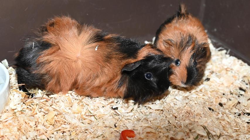 Die beiden Meerschweinchen-Buben „Franzl“ und „Karli“ sind gerade mal fünf Wochen alt und nachdem sie in ihrer heimischen Meerschweinchen-Gruppe von ihren Artgenossen nicht mehr geduldet wurden, wurden sie ins Tierheim abgegeben. „Franzl“ und „Karli“ sind noch arg scheu, aber andererseits sind Meerschweinchen auch keine Kuschel- und Streicheltiere für Kinder, sondern sie zählen zu den Fluchttieren. Wenn man sich mit Meerschweinchen aber ruhig und geduldig beschäftigt und ihnen auch Leckerchen anbietet, werden sie doch sehr zahm. Wer gibt den beiden Meerschweinchen-Kindern ein neues, artgerechtes Zuhause? Um die Ausbreitung der Pandemie nicht zu fördern und um unsere Mitarbeiter und Besucher zu schützen, wurde das Tierheim Neumarkt komplett für Besucher, Gassigeher und Katzenstreichler geschlossen. Um den Tieren jedoch nicht die Chance auf ein neues Zuhause zu verbauen, finden Tiervermittlung und Beratung dennoch telefonisch beziehungsweise nach vorheriger Terminvereinbarung zwischen 14.30 und 17 Uhr unter Telefon (0 91 81) 2 28 62 statt. In Notfällen und im Falle von Fundtieren ist das Tierheim ebenfalls unter dieser Telefonnummer erreichbar. Hier geht es zur Internet-Seite des Tierheims
Die beiden Meerschweinchen-Buben „Franzl“ und „Karli“ sind gerade mal fünf Wochen alt und nachdem sie in ihrer heimischen Meerschweinchen-Gruppe von ihren Artgenossen nicht mehr geduldet wurden, wurden sie ins Tierheim abgegeben. „Franzl“ und „Karli“ sind noch arg scheu, aber andererseits sind Meerschweinchen auch keine Kuschel- und Streicheltiere für Kinder, sondern sie zählen zu den Fluchttieren. Wenn man sich mit Meerschweinchen aber ruhig und geduldig beschäftigt und ihnen auch Leckerchen anbietet, werden sie doch sehr zahm. Wer gibt den beiden Meerschweinchen-Kindern ein neues, artgerechtes Zuhause? Um die Ausbreitung der Pandemie nicht zu fördern und um unsere Mitarbeiter und Besucher zu schützen, wurde das Tierheim Neumarkt komplett für Besucher, Gassigeher und Katzenstreichler geschlossen. Um den Tieren jedoch nicht die Chance auf ein neues Zuhause zu verbauen, finden Tiervermittlung und Beratung dennoch telefonisch beziehungsweise nach vorheriger Terminvereinbarung zwischen 14.30 und 17 Uhr unter Telefon (0 91 81) 2 28 62 statt. In Notfällen und im Falle von Fundtieren ist das Tierheim ebenfalls unter dieser Telefonnummer erreichbar. Hier geht es zur Internet-Seite des Tierheims