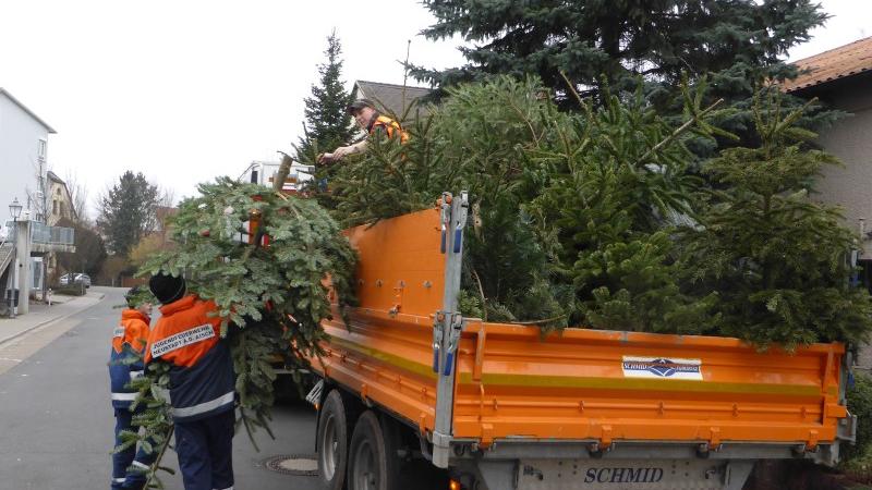 Die Feuerwehrjugend war in knapp zwei Jahrzehnten mit großem Eifer dabei, Christbäume einzusammeln. Nun verhindert dies zum zweiten Mal die Pandemie mit den entsprechenden Sicherheitsmaßnahmen. Die Feuerwehrjugend war in knapp zwei Jahrzehnten mit großem Eifer dabei, Christbäume einzusammeln. Nun verhindert dies zum zweiten Mal die Pandemie mit den entsprechenden Sicherheitsmaßnahmen.