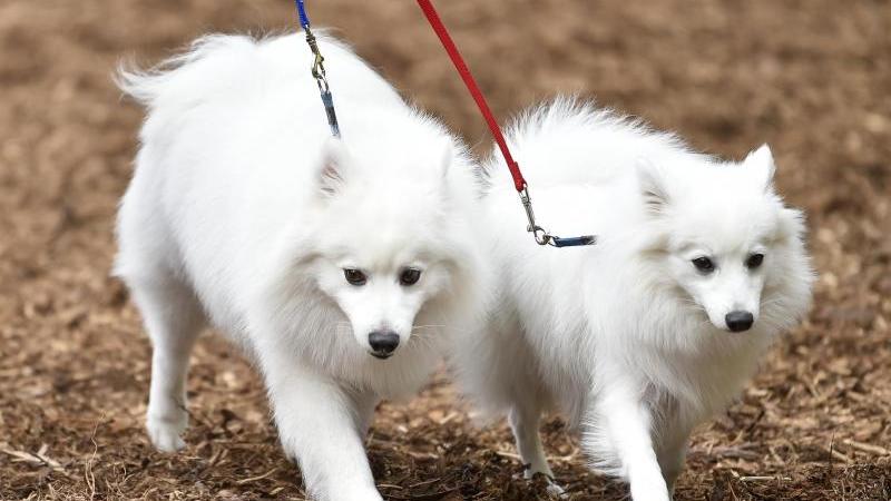 Wer als Hobby Hunde züchtet, verdient damit auch Geld. Ab einer bestimmten Grenze kann Umsatzsteuer fällig werden. Wer als Hobby Hunde züchtet, verdient damit auch Geld. Ab einer bestimmten Grenze kann Umsatzsteuer fällig werden.