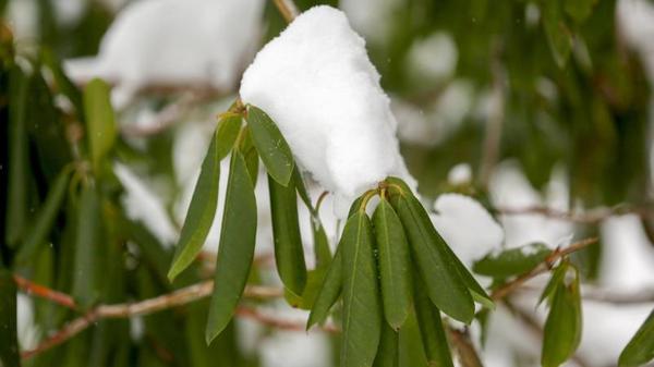 Warum rollen Immergrüne die Blätter ein?_urn-newsml-dpa-com-20090101-220105-99-595282_large_4_3.jpg