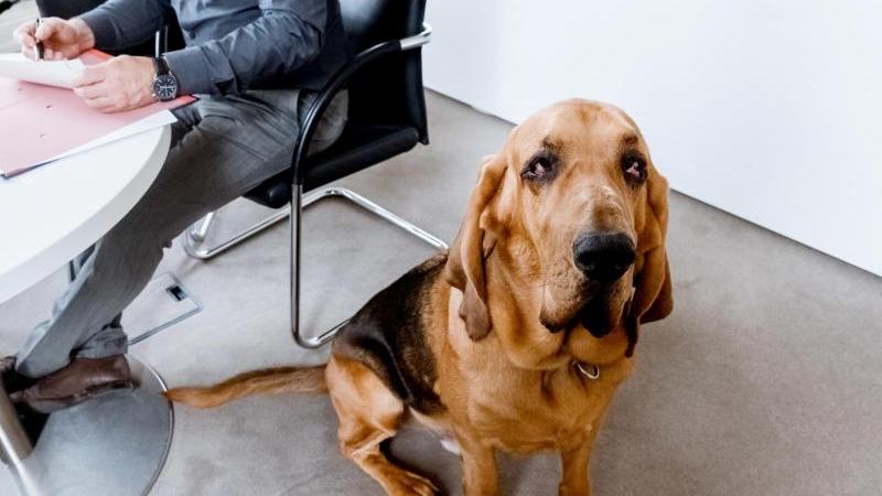 Nicht immer sind sie so brav: Hunde können erhebliche Schäden verursachen - und deshalb sollten ihre Halter gut versichert sein. Nicht immer sind sie so brav: Hunde können erhebliche Schäden verursachen - und deshalb sollten ihre Halter gut versichert sein.