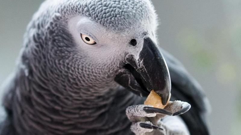 Ein Clickertraining basiert auf dem Prinzip Belohnung. Dazu sollte zuvor herausgefunden werden, was ein Leckerbissen für den Vogel ist. Ein Clickertraining basiert auf dem Prinzip Belohnung. Dazu sollte zuvor herausgefunden werden, was ein Leckerbissen für den Vogel ist.