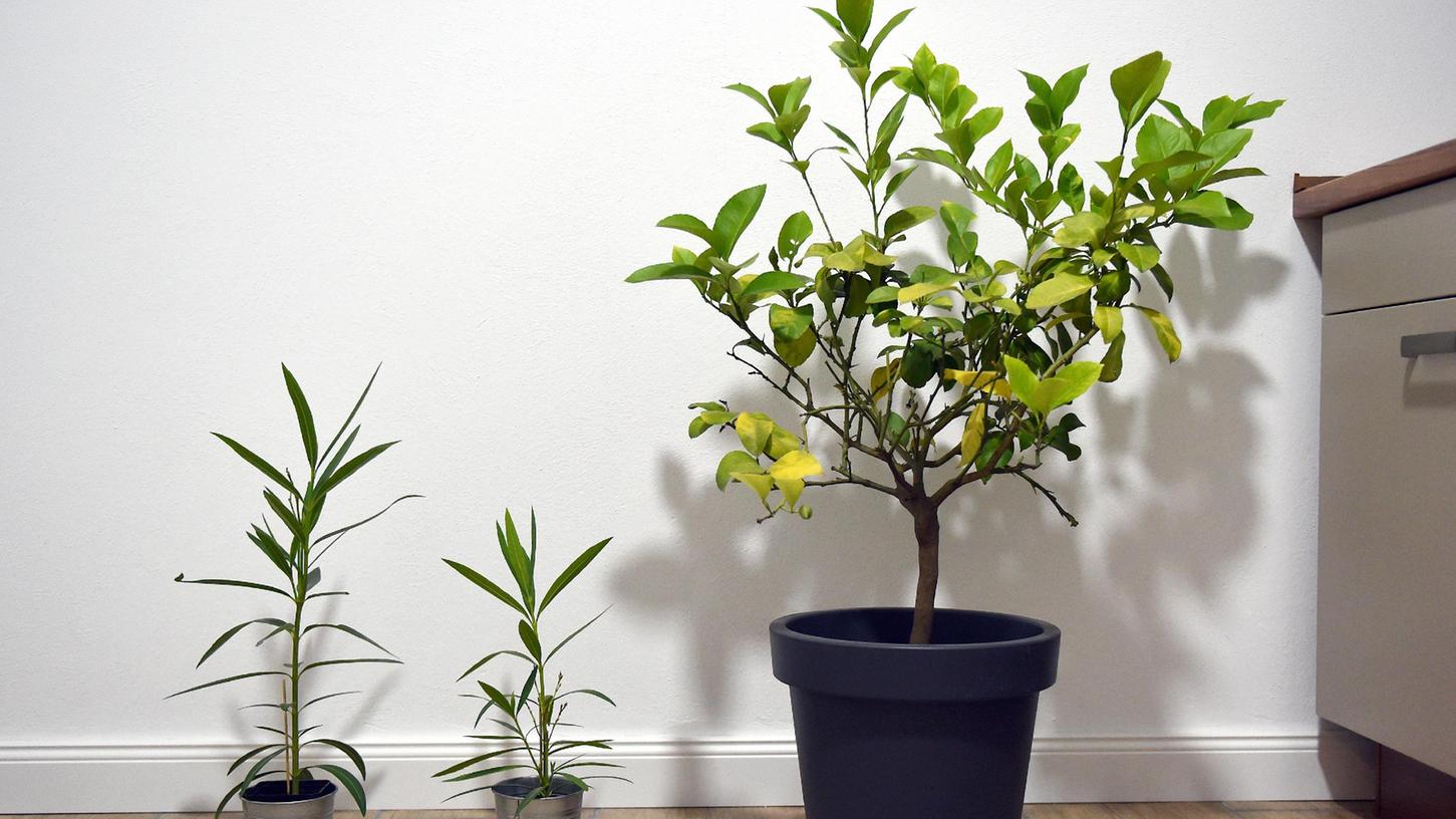 Treiben Topfpflanzen aus dem Garten, die im Haus überwintern, stark aus, ist das Klima nicht gut für sie.
Treiben Topfpflanzen aus dem Garten, die im Haus überwintern, stark aus, ist das Klima nicht gut für sie.