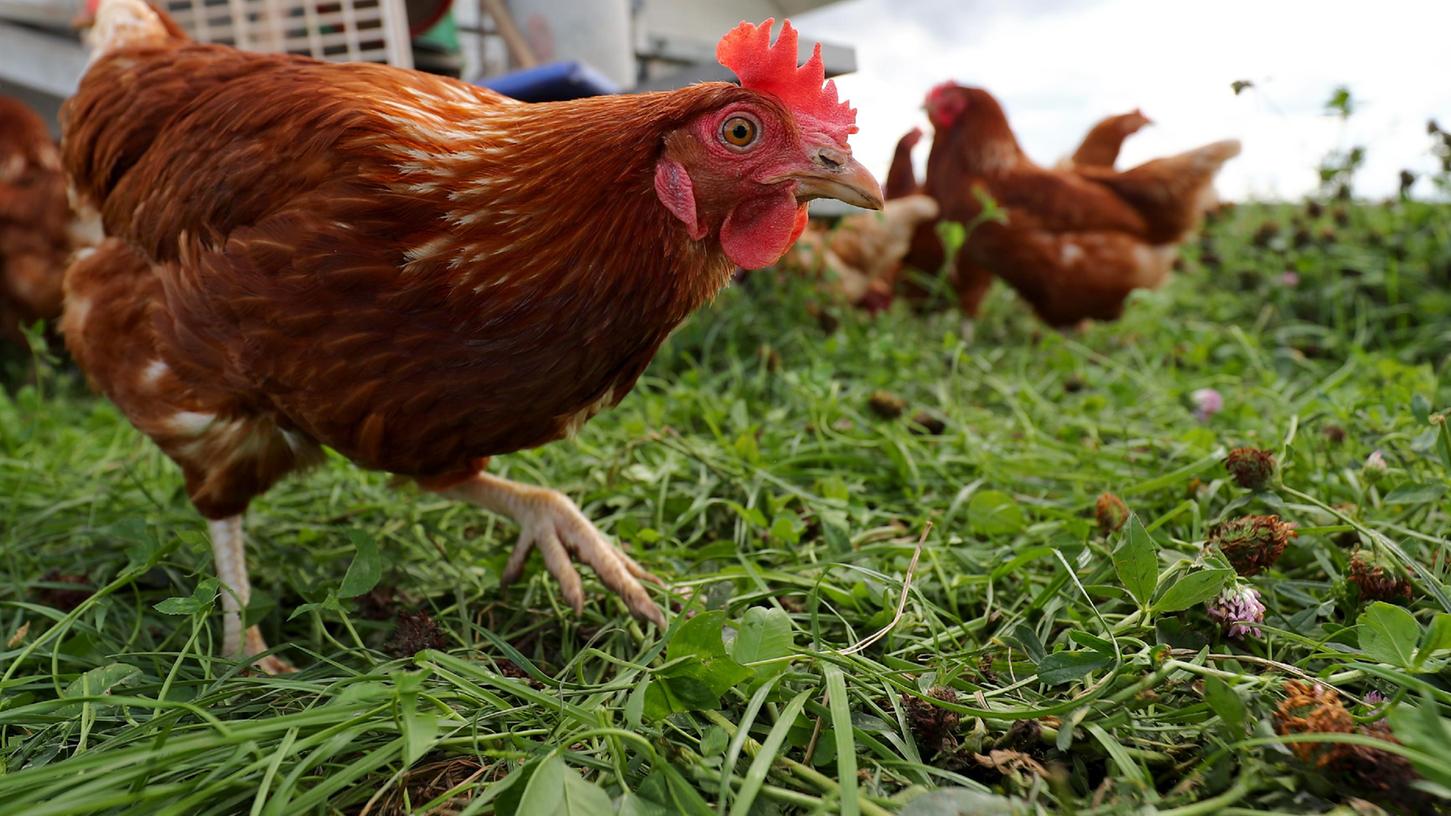 Hühner laufen frei auf einer Wiese. Damit könnte bald Schluss sein. Geflügelhalter im Landkreis müssen sich auf eine allgemeine Stallpflicht vorbereiten, teilte das Landratsamt mit.
Hühner laufen frei auf einer Wiese. Damit könnte bald Schluss sein. Geflügelhalter im Landkreis müssen sich auf eine allgemeine Stallpflicht vorbereiten, teilte das Landratsamt mit.