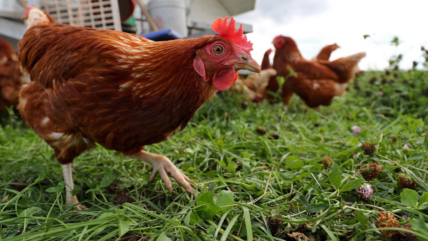 Hühner eines Geflügelbauern laufen über eine Wiese bei Oberasbach. Bundesweit wurden diese Saison mehr als 1200 Fälle von Geflügelpest dokumentiert. Der Landkreis Roth und die Stadt Schwabach reagieren nun mit strikteren Regeln.