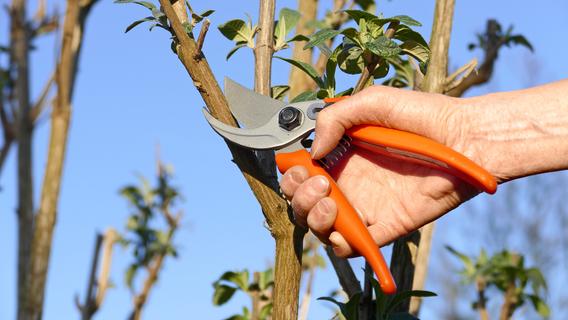 Gartenarbeit: Diese drei Gehölze sollten Sie im August noch dringend zurückschneiden