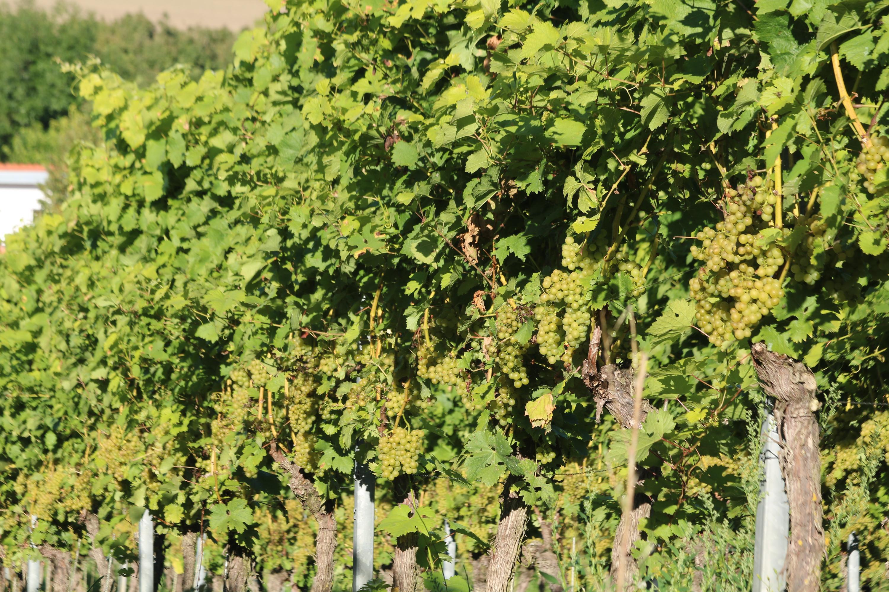 Und wer danach wandern will oder einen Schoppen trinken, der geht einfach wenige Meter weit in die Weinberge hinein.