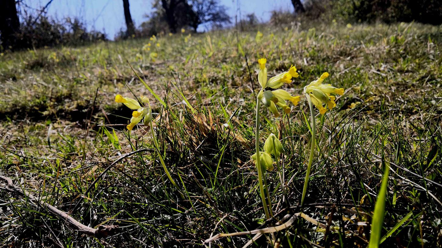 Schlüsselblumen gehören zu den zahlreichen Pflanzen, die vom Vertragsnaturschutz profitieren können. Schlüsselblumen gehören zu den zahlreichen Pflanzen, die vom Vertragsnaturschutz profitieren können.