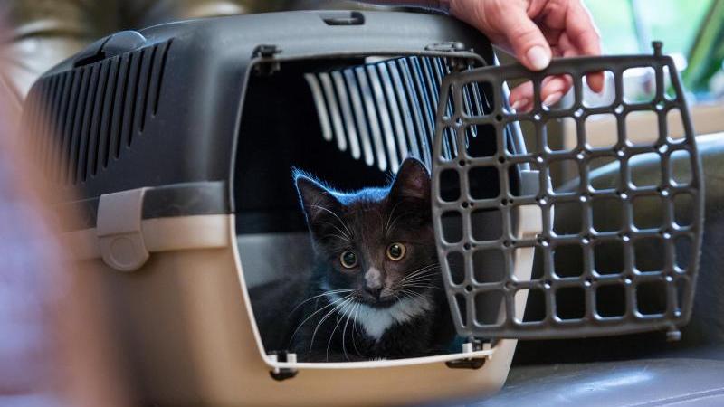 Über einen Futtertrick kann man die Katze mit der Transportbox anfreunden - das sollte allerdings schon einige Tage vor dem Einsatz der Box geübt werden. Über einen Futtertrick kann man die Katze mit der Transportbox anfreunden - das sollte allerdings schon einige Tage vor dem Einsatz der Box geübt werden.
