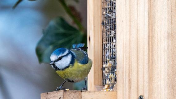 "Stunde der Wintervögel": Mehr Waldvögel und Amseln in den Gärten zu Gast