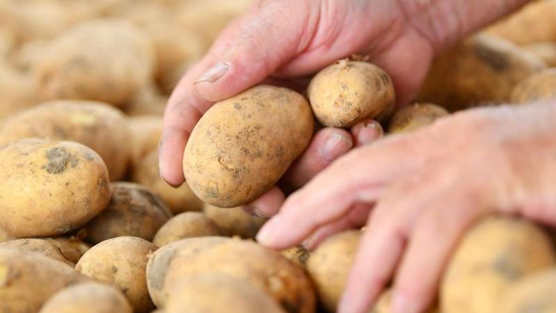 Der Verbrauch von Speisekartoffeln stieg in der Pandemie um rund drei Kilogramm pro Person. Der Verbrauch von Speisekartoffeln stieg in der Pandemie um rund drei Kilogramm pro Person.