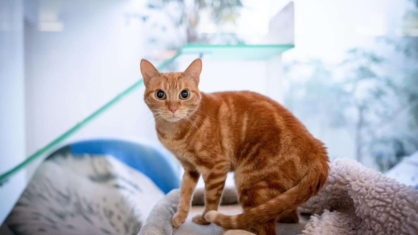 Bei den zu vermittelnden Tieren handelt es sich hauptsächlich um Hunde und Katzen. Bei den zu vermittelnden Tieren handelt es sich hauptsächlich um Hunde und Katzen.