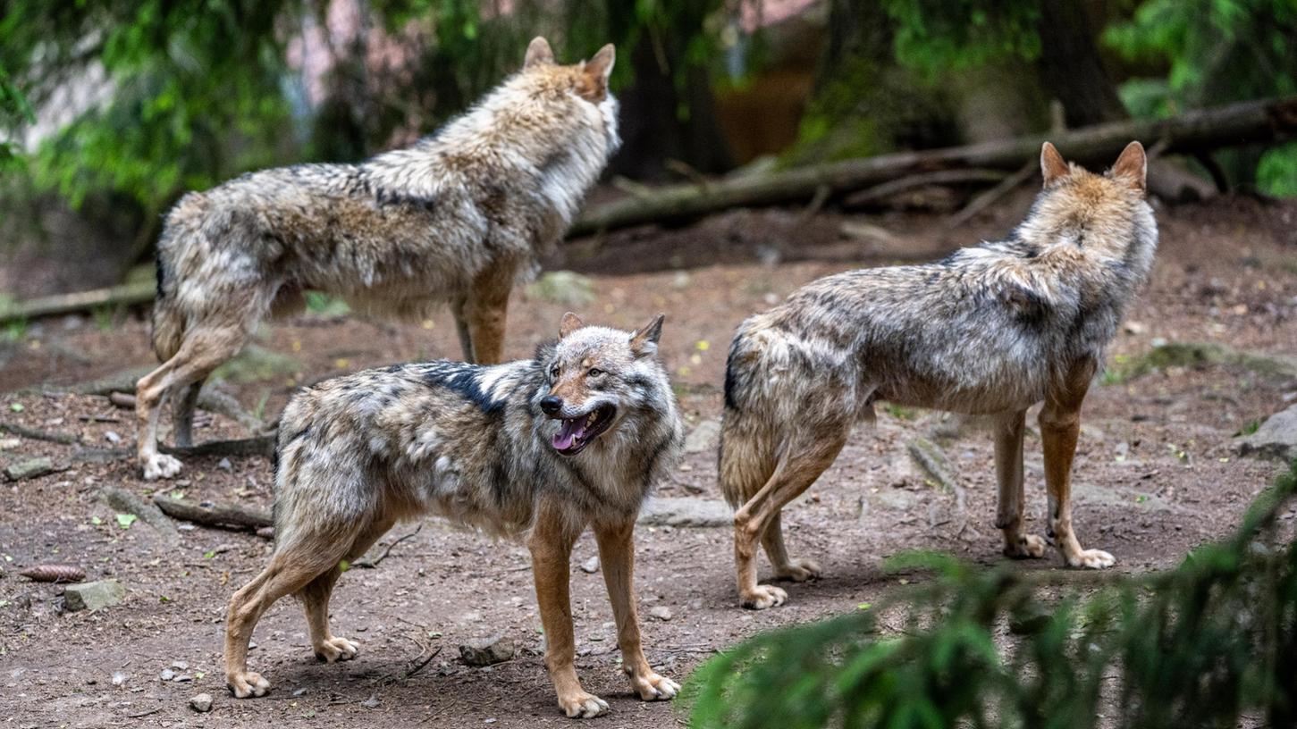  Wölfe spazieren im Bayerwald-Tierpark in Lohberg durch das Gehege. Im Dezember hat ein Wolf mehrere Tiere in den Landkreisen Traunstein, Rosenheim und Berchtesgadener Land gerissen.