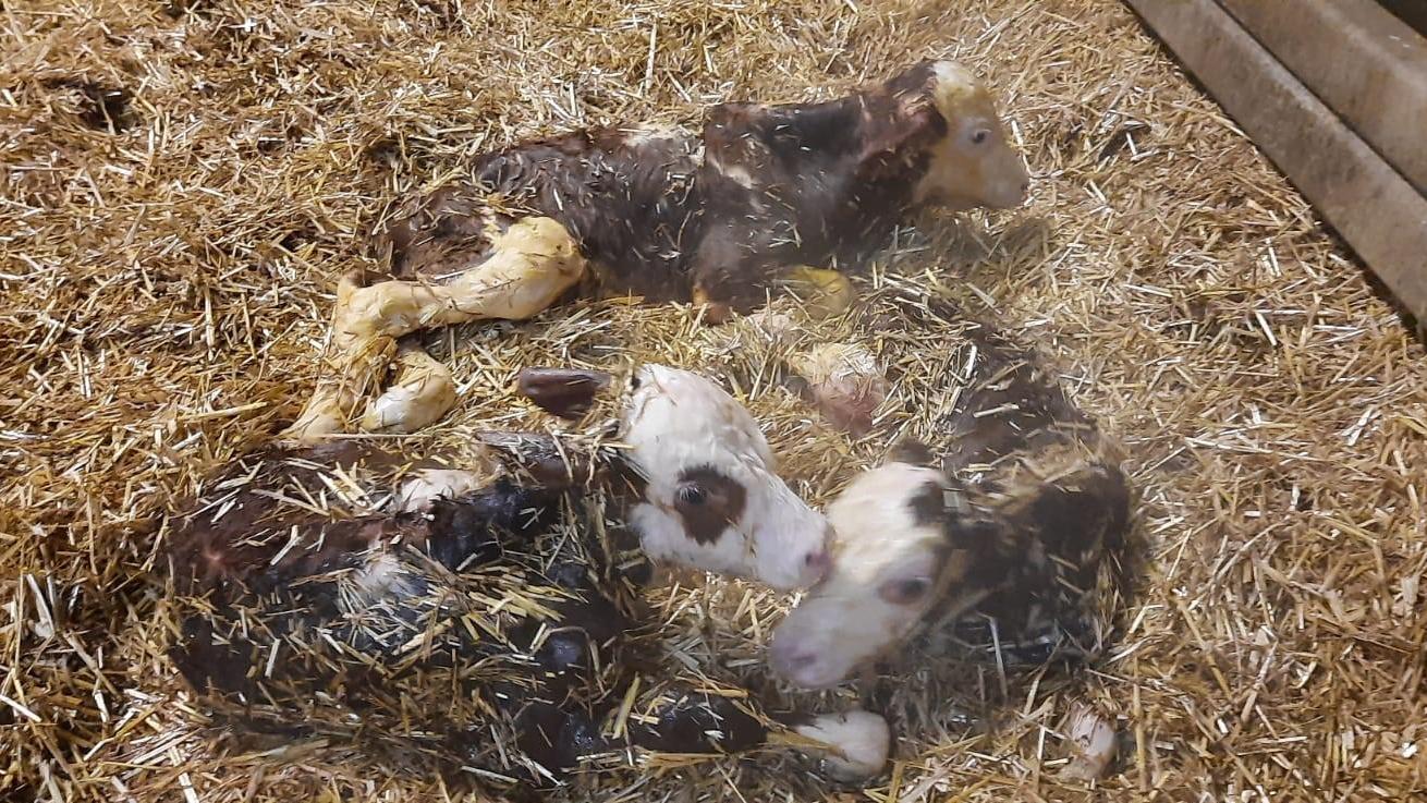 Auf dem Taubenhof in Seukendorf freut man sich über sehr seltenen Nachwuchs.