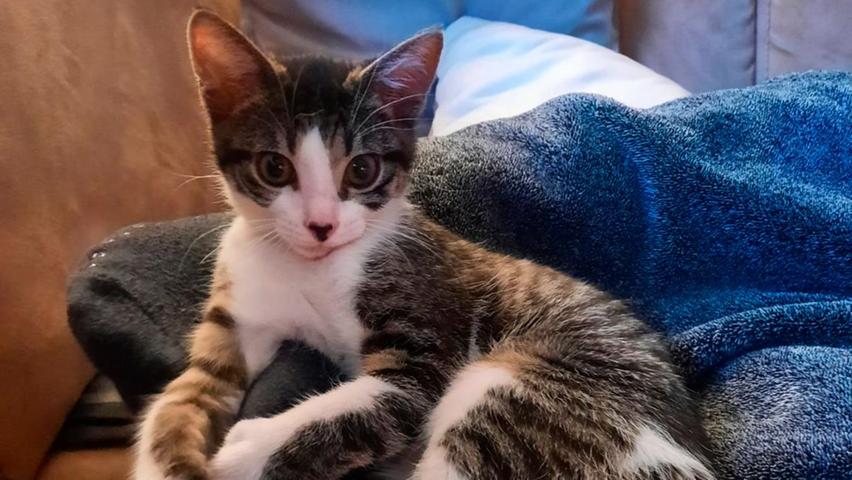 Der kleine, getigert-weiße Kater „Fritzi“ ist auf der Suche nach einem neuen, liebevollen und für ihn geeigneten Zuhause. Der jetzt etwa drei Monate alte „Fritzi“ hatte in seinem kurzen Leben schon einmal großes Glück, denn als er gerade mal etwa 3 Wochen alt war, das heißt, er war damals noch ein winziges, hilfloses Katzenbaby, wurde er völlig unterkühlt auf einem Feldweg von einer Spaziergängerin gefunden. Sie brachte den schon eiskalten, halb verhungerten Winzling zuerst ins Neumarkter Tierheim und dann kam der Kleine sofort auf eine Pflegestelle, wo er noch mit dem Fläschchen gefüttert wurde und wo er sich gut erholen konnte. Aus „Fritzi“ ist ein niedlicher, kleiner Kater geworden, in dessen neuem Zuhause idealerweise ein etwa gleichaltriger Katerkumpel als Spielgefährte leben sollte. Und irgendwann, wenn beide einmal groß sind, wenn sie kastriert und gekennzeichnet sind, sollten die Kätzchen Freigang in verkehrsarmer Gegend genießen dürfen. Um die Ausbreitung der Pandemie nicht zu fördern und um unsere Mitarbeiter und Besucher zu schützen, wurde das Tierheim Neumarkt komplett für Besucher, Gassigeher und Katzenstreichler geschlossen. Um den Tieren jedoch nicht die Chance auf ein neues Zuhause zu verbauen, finden Tiervermittlung und Beratung dennoch telefonisch beziehungsweise nach vorheriger Terminvereinbarung zwischen 14.30 und 17 Uhr unter Telefon (0 91 81) 2 28 62 statt. In Notfällen und im Falle von Fundtieren ist das Tierheim ebenfalls unter dieser Telefonnummer erreichbar. Hier geht es zur Internet-Seite des Tierheims.
Der kleine, getigert-weiße Kater „Fritzi“ ist auf der Suche nach einem neuen, liebevollen und für ihn geeigneten Zuhause. Der jetzt etwa drei Monate alte „Fritzi“ hatte in seinem kurzen Leben schon einmal großes Glück, denn als er gerade mal etwa 3 Wochen alt war, das heißt, er war damals noch ein winziges, hilfloses Katzenbaby, wurde er völlig unterkühlt auf einem Feldweg von einer Spaziergängerin gefunden. Sie brachte den schon eiskalten, halb verhungerten Winzling zuerst ins Neumarkter Tierheim und dann kam der Kleine sofort auf eine Pflegestelle, wo er noch mit dem Fläschchen gefüttert wurde und wo er sich gut erholen konnte. Aus „Fritzi“ ist ein niedlicher, kleiner Kater geworden, in dessen neuem Zuhause idealerweise ein etwa gleichaltriger Katerkumpel als Spielgefährte leben sollte. Und irgendwann, wenn beide einmal groß sind, wenn sie kastriert und gekennzeichnet sind, sollten die Kätzchen Freigang in verkehrsarmer Gegend genießen dürfen. Um die Ausbreitung der Pandemie nicht zu fördern und um unsere Mitarbeiter und Besucher zu schützen, wurde das Tierheim Neumarkt komplett für Besucher, Gassigeher und Katzenstreichler geschlossen. Um den Tieren jedoch nicht die Chance auf ein neues Zuhause zu verbauen, finden Tiervermittlung und Beratung dennoch telefonisch beziehungsweise nach vorheriger Terminvereinbarung zwischen 14.30 und 17 Uhr unter Telefon (0 91 81) 2 28 62 statt. In Notfällen und im Falle von Fundtieren ist das Tierheim ebenfalls unter dieser Telefonnummer erreichbar. Hier geht es zur Internet-Seite des Tierheims.
