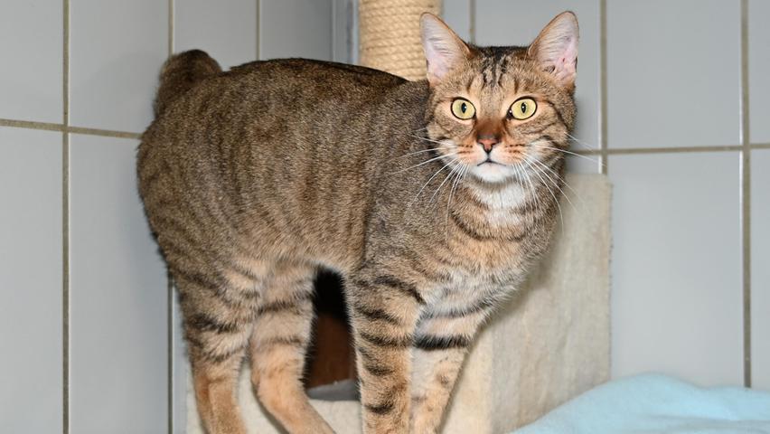 Auch der getigerte Kater, der am 5. Januar in Neumarkt in der Sulzbürger Straße zulief, war ohne Kennzeichnung unterwegs. Als er sich am 9. Januar noch immer dort aufhielt, wurde auch er ins Tierheim gebracht und auch bei ihm wurde vergeblich nach einer Kennzeichnung gesucht. Der Kater war nicht ungepflegt und er ist auch verschmust, das heißt, auch er müsste eigentlich eine Familie haben. Diese wird gebeten, sich im Tierheim Neumarkt zu melden. Bei Abholung ist jeweils ein Eigentumsnachweis mitzubringen – und das ist der Moment, wo eine Kennzeichnung äußerst nützlich wäre.Um die Ausbreitung der Pandemie nicht zu fördern und um unsere Mitarbeiter und Besucher zu schützen, wurde das Tierheim Neumarkt komplett für Besucher, Gassigeher und Katzenstreichler geschlossen. Um den Tieren jedoch nicht die Chance auf ein neues Zuhause zu verbauen, finden Tiervermittlung und Beratung dennoch telefonisch beziehungsweise nach vorheriger Terminvereinbarung zwischen 14.30 und 17 Uhr unter Telefon (0 91 81) 2 28 62 statt. In Notfällen und im Falle von Fundtieren ist das Tierheim ebenfalls unter dieser Telefonnummer erreichbar. Hier geht es zur Internet-Seite des Tierheims
Auch der getigerte Kater, der am 5. Januar in Neumarkt in der Sulzbürger Straße zulief, war ohne Kennzeichnung unterwegs. Als er sich am 9. Januar noch immer dort aufhielt, wurde auch er ins Tierheim gebracht und auch bei ihm wurde vergeblich nach einer Kennzeichnung gesucht. Der Kater war nicht ungepflegt und er ist auch verschmust, das heißt, auch er müsste eigentlich eine Familie haben. Diese wird gebeten, sich im Tierheim Neumarkt zu melden. Bei Abholung ist jeweils ein Eigentumsnachweis mitzubringen – und das ist der Moment, wo eine Kennzeichnung äußerst nützlich wäre.Um die Ausbreitung der Pandemie nicht zu fördern und um unsere Mitarbeiter und Besucher zu schützen, wurde das Tierheim Neumarkt komplett für Besucher, Gassigeher und Katzenstreichler geschlossen. Um den Tieren jedoch nicht die Chance auf ein neues Zuhause zu verbauen, finden Tiervermittlung und Beratung dennoch telefonisch beziehungsweise nach vorheriger Terminvereinbarung zwischen 14.30 und 17 Uhr unter Telefon (0 91 81) 2 28 62 statt. In Notfällen und im Falle von Fundtieren ist das Tierheim ebenfalls unter dieser Telefonnummer erreichbar. Hier geht es zur Internet-Seite des Tierheims