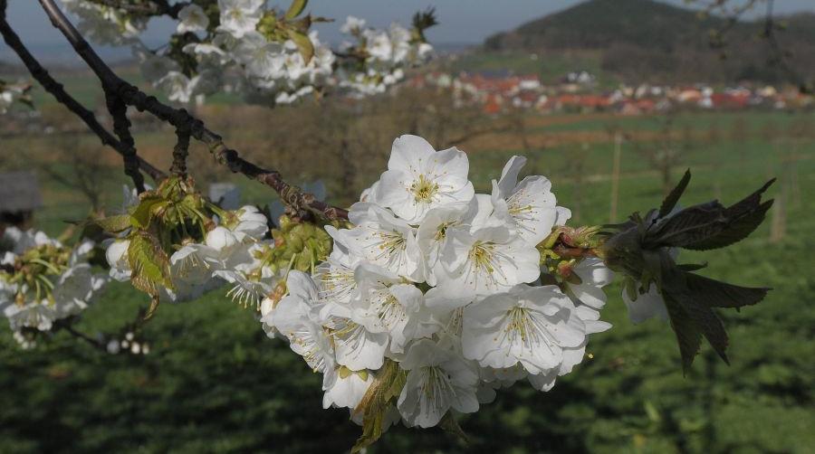 Kirschblüten Walberla Kirschblüten Walberla